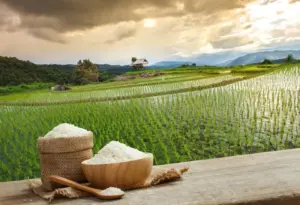 Thailand adalah salah satu eksportir beras terbesar di dunia.